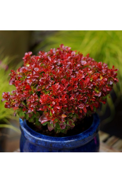 Berberis thunbergii Lutin Rouge